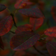 Image for article titled 48 Photos Of Autumn Around The World